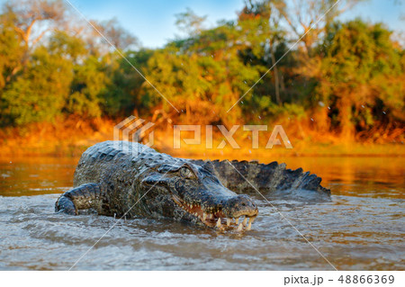 Crocodile catch fish in river water, evening light Crocodile catch fish in river water, evening light 48866369