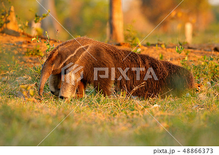 Anteater, cute animal from Brazil. Giant Anteater Anteater, cute animal from Brazil. Giant Anteater 48866373