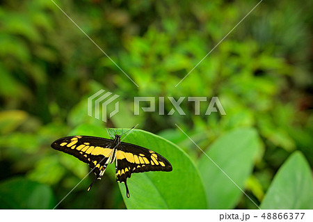 Insect in green forest vegetation. 48866377