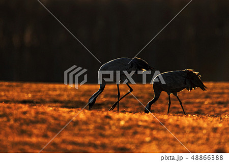 Common Crane, Grus grus, big bird in the nature 48866388
