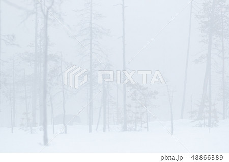 Misty foggy morning with hidden brown bear 48866389