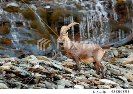 Alpine Ibex, Capra ibex, in nature habitat. 48866393