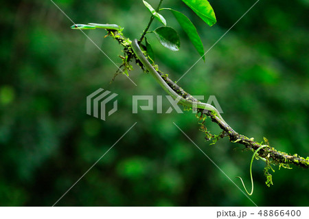 Cope's short-nosed Vine Snake in jungle 48866400