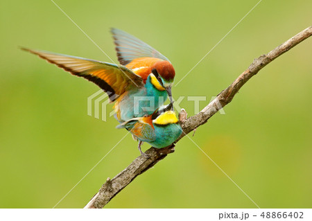 Animal love, European Bee-eaters mating 48866402