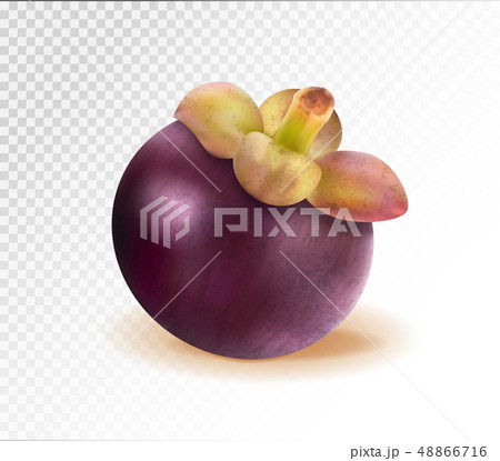 Ripe mangosteen isolated on transparent background. Closeup. Realistic vector, 3d illustration Ripe mangosteen isolated on transparent background. Closeup. Realistic vector, 3d illustration 48866716