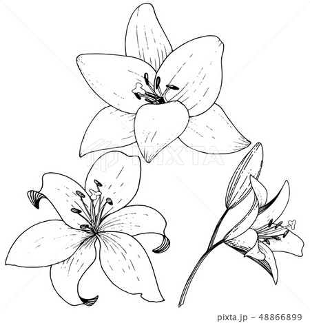 Vector Lily floral botanical flower. Black and white engraved ink art. Isolated lilies illustration Vector Lily floral botanical flower. Black and white engraved ink art. Isolated lilies illustration 48866899