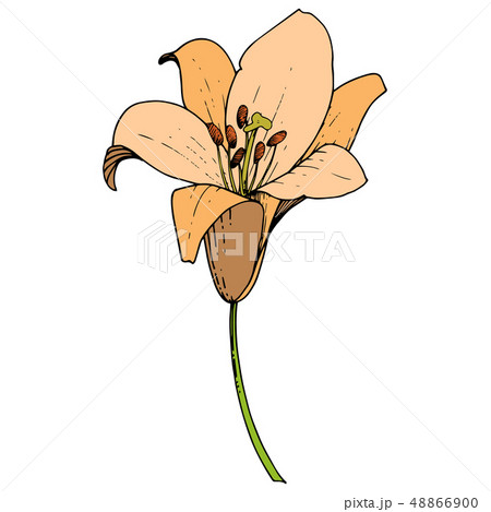 Vector Orange Lily floral botanical flower. Engraved ink art. Isolated lilies illustration element Vector Orange Lily floral botanical flower. Engraved ink art. Isolated lilies illustration element 48866900