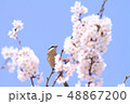 さくらと鳥 48867200