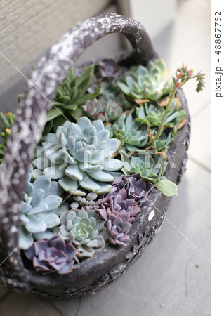 いろいろなディスプレイが可愛い多肉植物 48867752