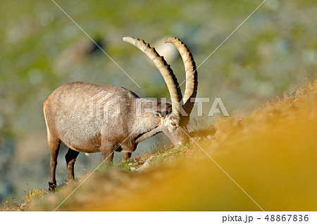 Alpine Ibex, Capra ibex, in nature habitat Alpine Ibex, Capra ibex, in nature habitat 48867836