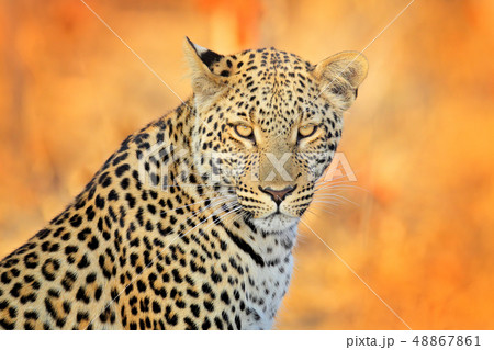 Detail of Leopard, Panthera pardus shortidgei 48867861