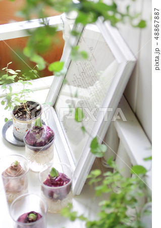 インテリアとインドア植物と緑のある暮らし インテリアとインドア植物と緑のある暮らし 48867887