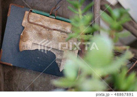 インテリアとインドア植物と緑のある暮らし インテリアとインドア植物と緑のある暮らし 48867891