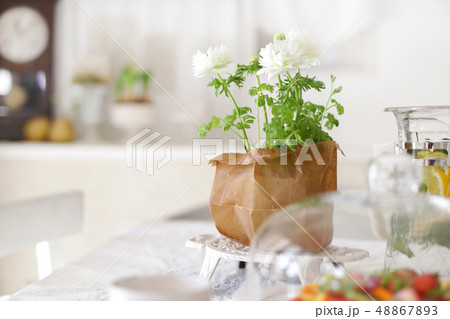 インテリアとインドア植物と緑のある暮らし 48867893