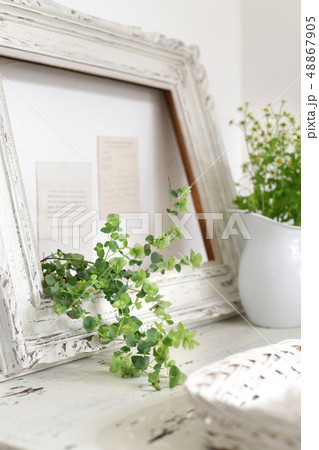 インテリアとインドア植物と緑のある暮らし インテリアとインドア植物と緑のある暮らし 48867905