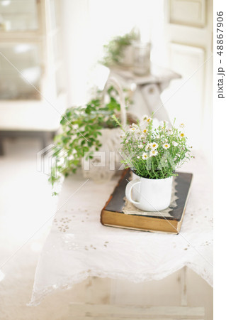 インテリアとインドア植物と緑のある暮らし 48867906