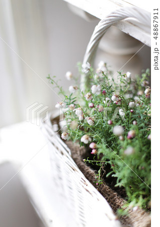 インテリアとインドア植物と緑のある暮らし インテリアとインドア植物と緑のある暮らし 48867911