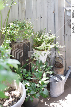 インテリアとインドア植物と緑のある暮らし 48867912