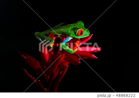 Red-eyed Tree Frog, Agalychnis callidryas 48868222