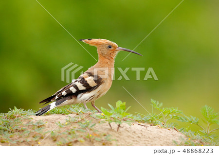 Hoopoe, Upupa epops, nice orange bird with crest 48868223