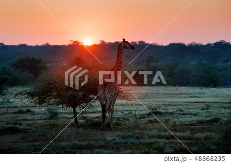 Giraffe in savannah during sunrise Giraffe in savannah during sunrise 48868235