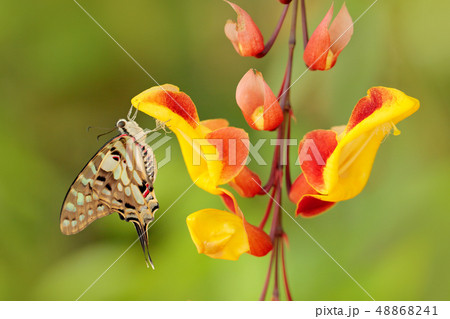 Butterfly Large striped swordtail on the flower 48868241