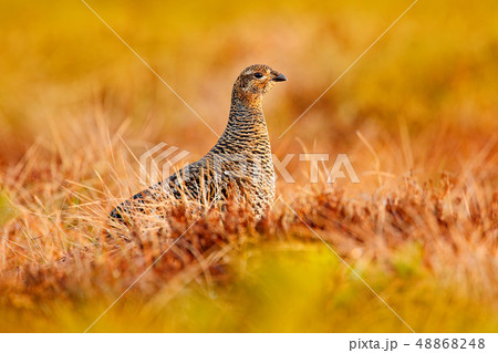 Female of Black grouse on the bog meadow 48868248