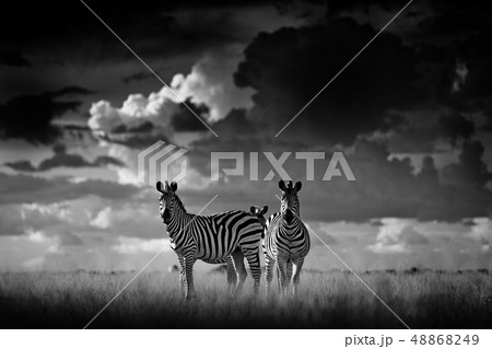 Zebra with dark storm sky. Burchell's zebra Zebra with dark storm sky. Burchell's zebra 48868249