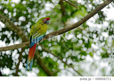 Green parrot Great-Green Macaw, Ara ambigua Green parrot Great-Green Macaw, Ara ambigua 48868251
