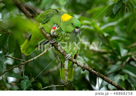 Love, two different species. Red-lored Parrot Love, two different species. Red-lored Parrot 48868258