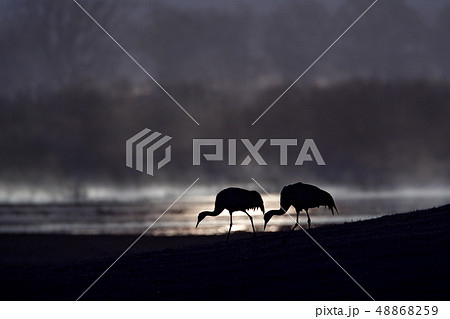 Common Cranes, Grus grus, in the nature habitat Common Cranes, Grus grus, in the nature habitat 48868259