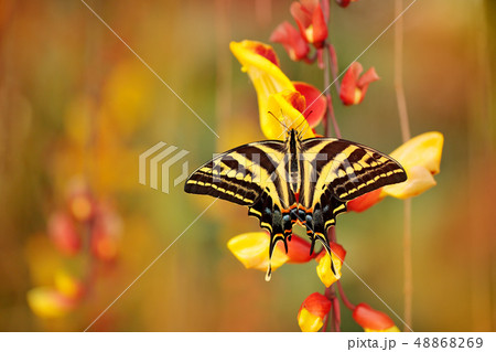Butterfly sitting on the red yellow flower. 48868269
