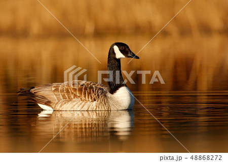 Barnacle Goose, Branta leucopsis on the surface 48868272