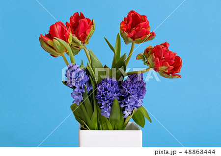 Red tulips and blue hyacinth flowers in white vase Red tulips and blue hyacinth flowers in white vase 48868444