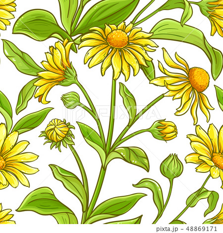 arnica vector pattern 48869171