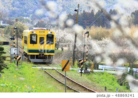いすみ鉄道「梅の花咲く東総元駅周辺」 48869241