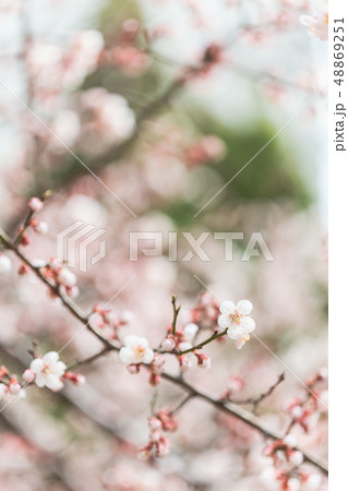 桜 春 花 48869251