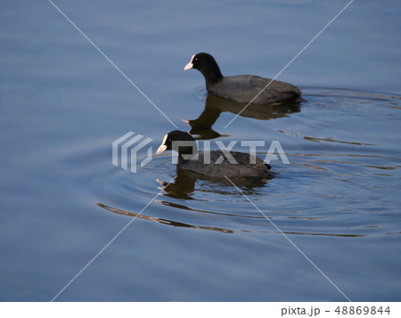 オオバン オオバン 48869844