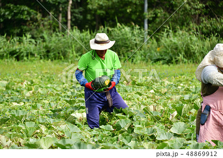 初秋の北海道乙部町でカボチャ畑の収穫作業風景を撮影 48869912