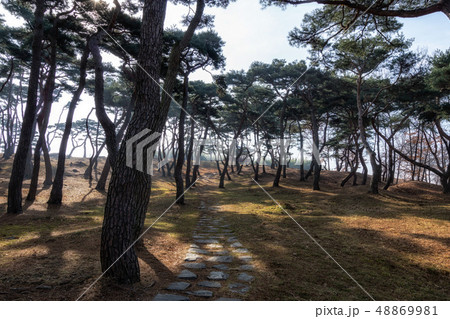 pine tree forest in haemieupseong pine tree forest in haemieupseong 48869981