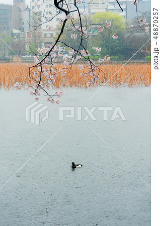 春 泉 湧水 48870257