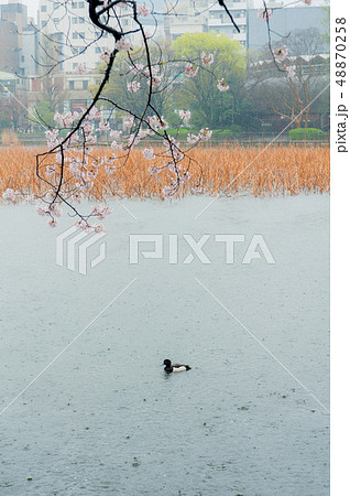 春 泉 湧水 48870258