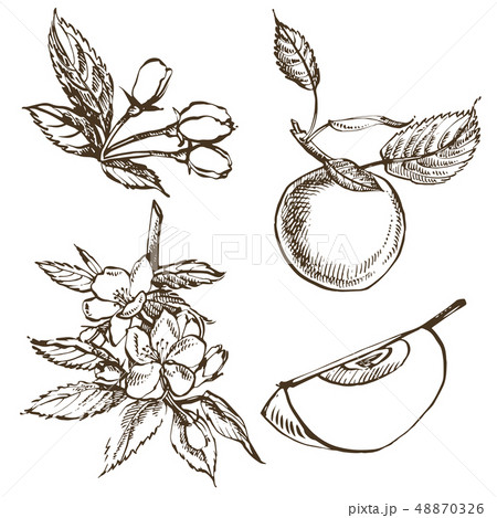 Apple illustration. Hand drawn patterns with textured apple illustration. Vintage botanical hand 48870326