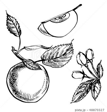 Apple illustration. Hand drawn patterns with textured apple illustration. Vintage botanical hand 48870327