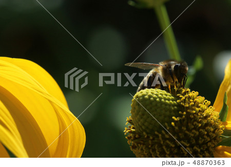 A macro photo that shows a close up of a bee A macro photo that shows a close up of a bee 48870363