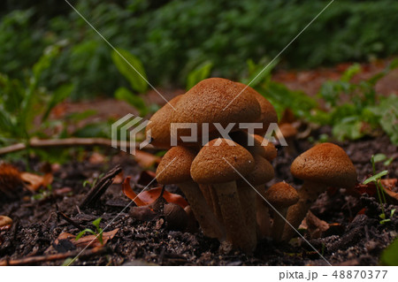 Group of brown mushrooms at a clearing in the Group of brown mushrooms at a clearing in the 48870377