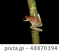 Treefrog encountered during a nightwalk in the 48870394