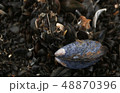 Mussel in a musselbed on the beach 48870396