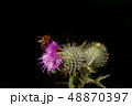 bee pollinating thistle with a black background 48870397