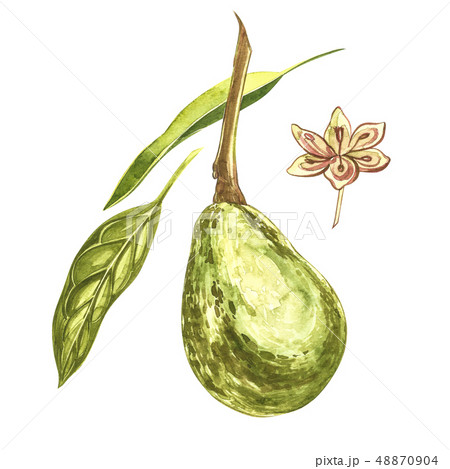 Avocado watercolor hand draw illustration isolated on white background. 48870904